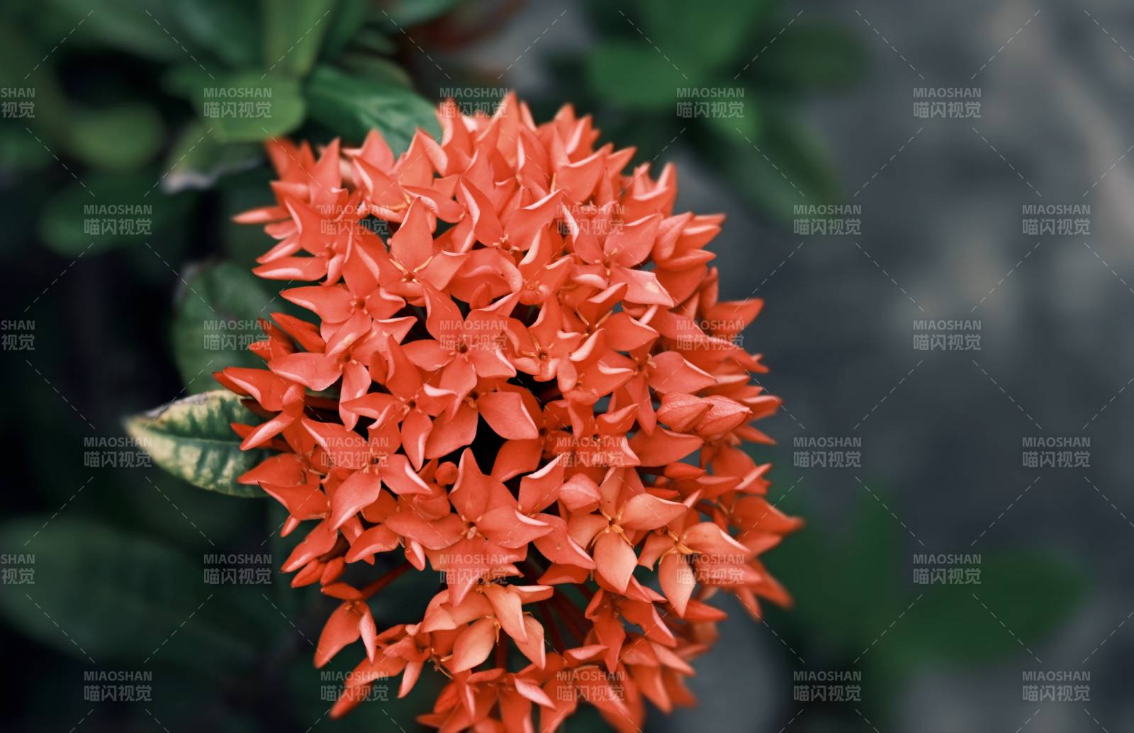 橙色花朵绽放的瞬间图片