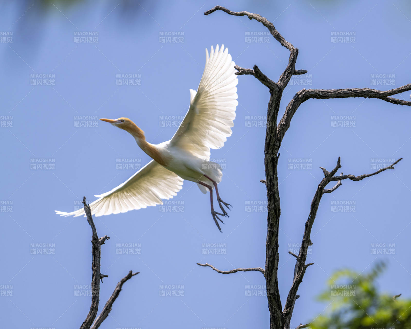 白鹭展翅飞向蓝天图片