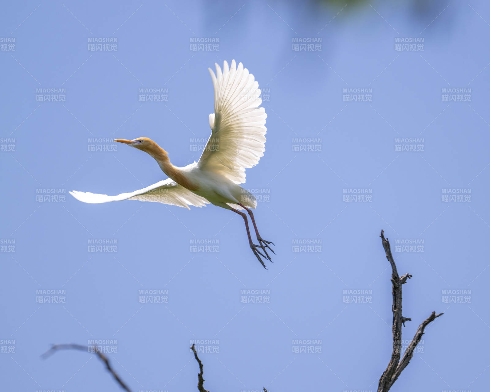 白鹭展翅飞向蓝天图片
