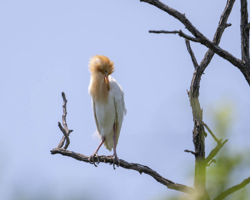 树梢上的白鹭静思图片