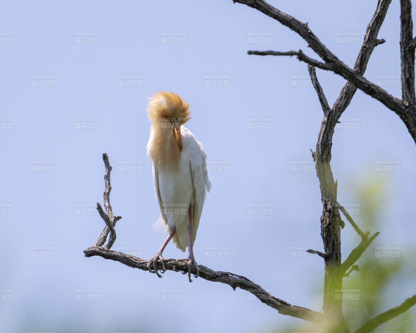 树梢上的白鹭静思图片