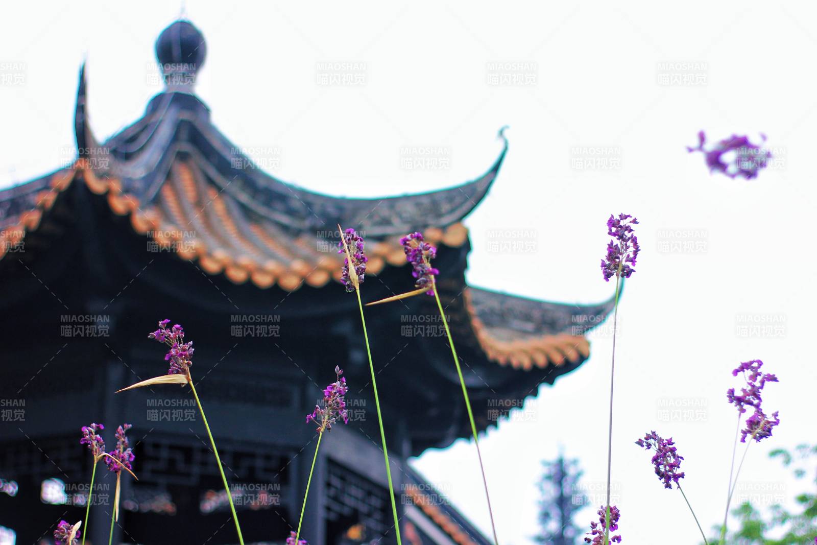 古塔与紫花的静谧之美图片