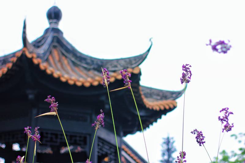 古塔与紫花的静谧之美图片