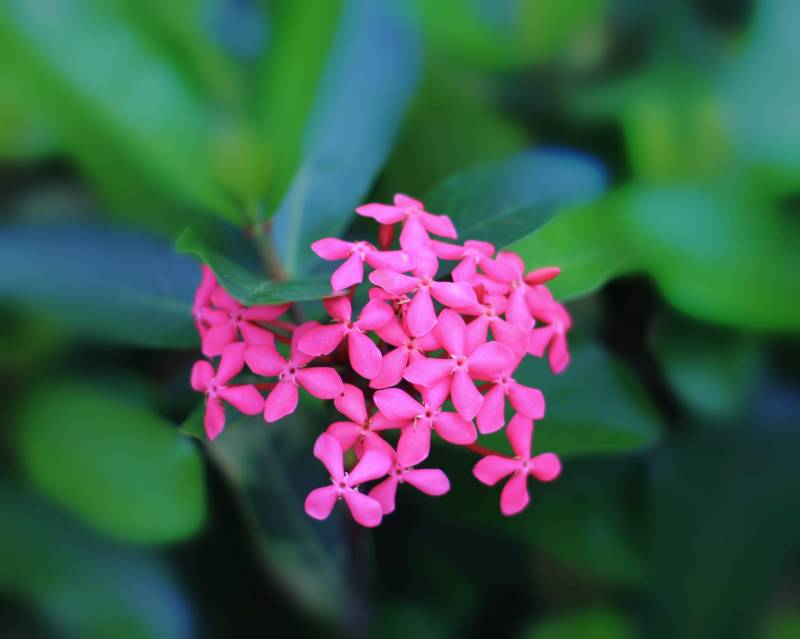 粉色小花在绿叶中绽放图片