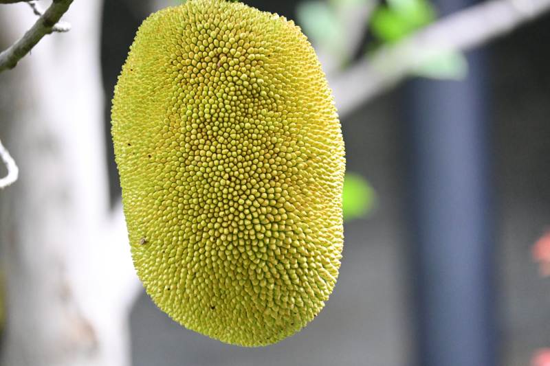 热带水果 菠萝蜜特写图片