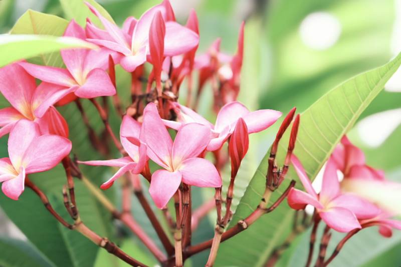 粉色鸡蛋花簇拥绽放图片