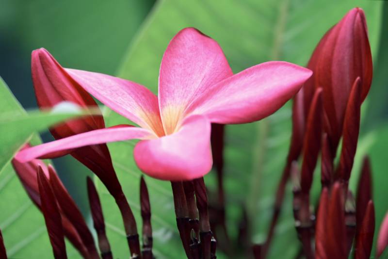 粉色鸡蛋花与红色花蕾图片
