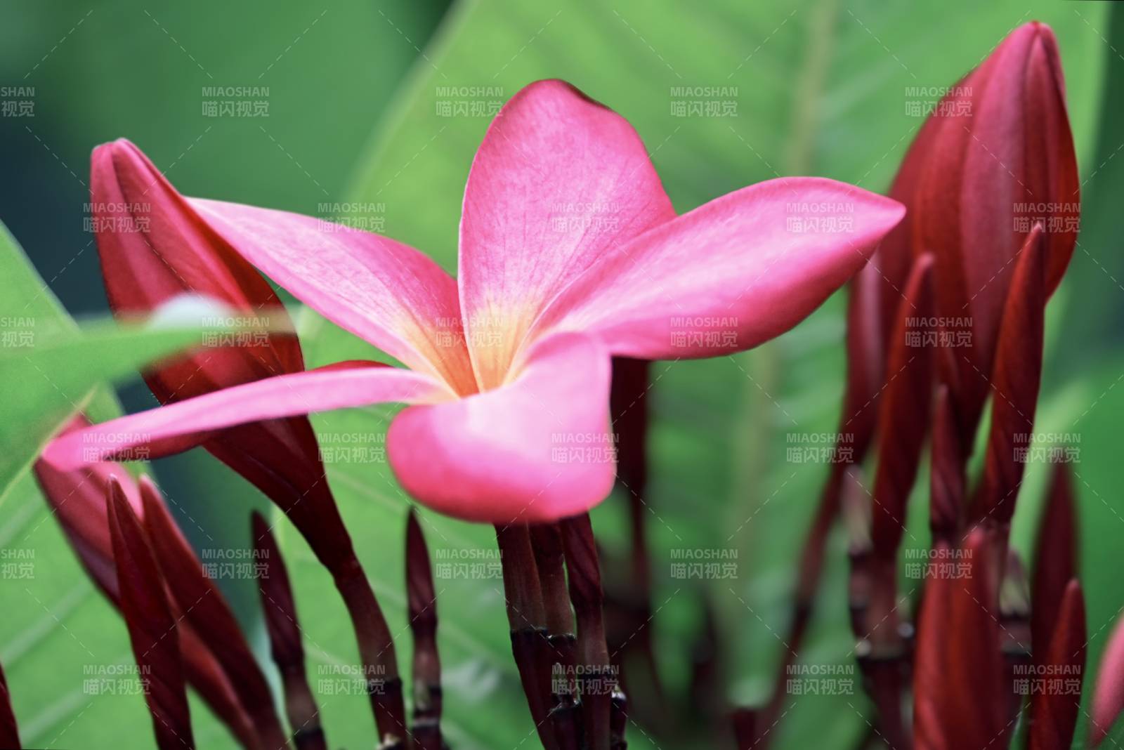 粉色鸡蛋花与红色花蕾图片