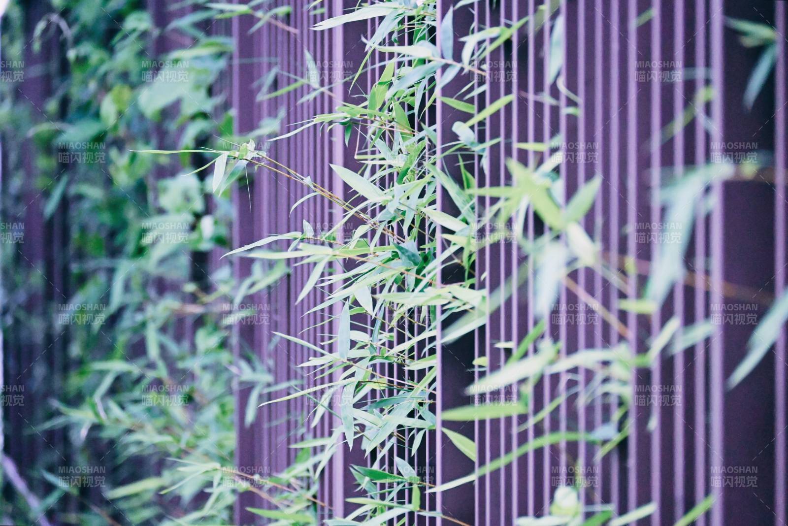 竹叶轻拂紫墙影图片