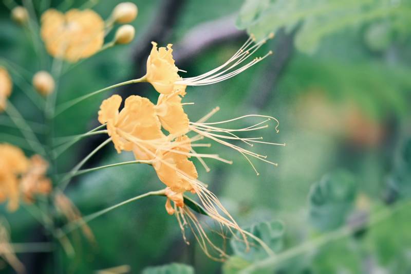 黄色花朵的细腻之美图片