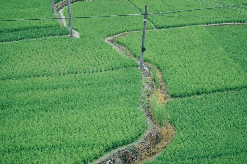 稻田小径 绿意盎然图片