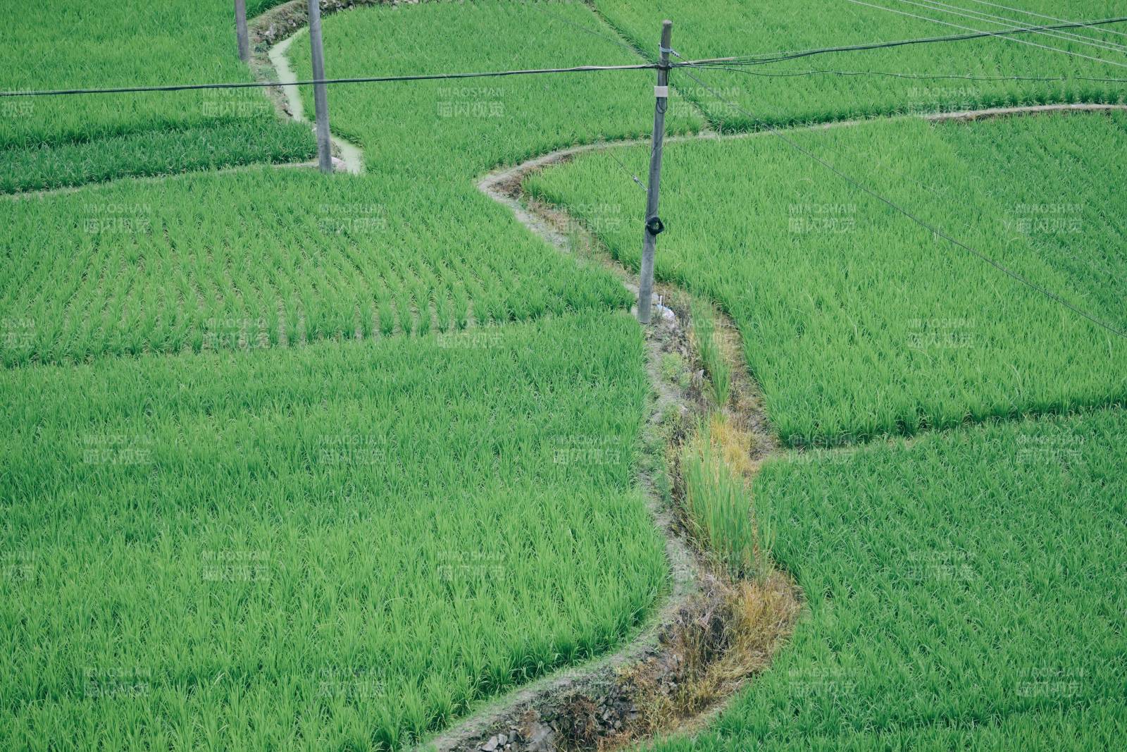 稻田小径 绿意盎然图片