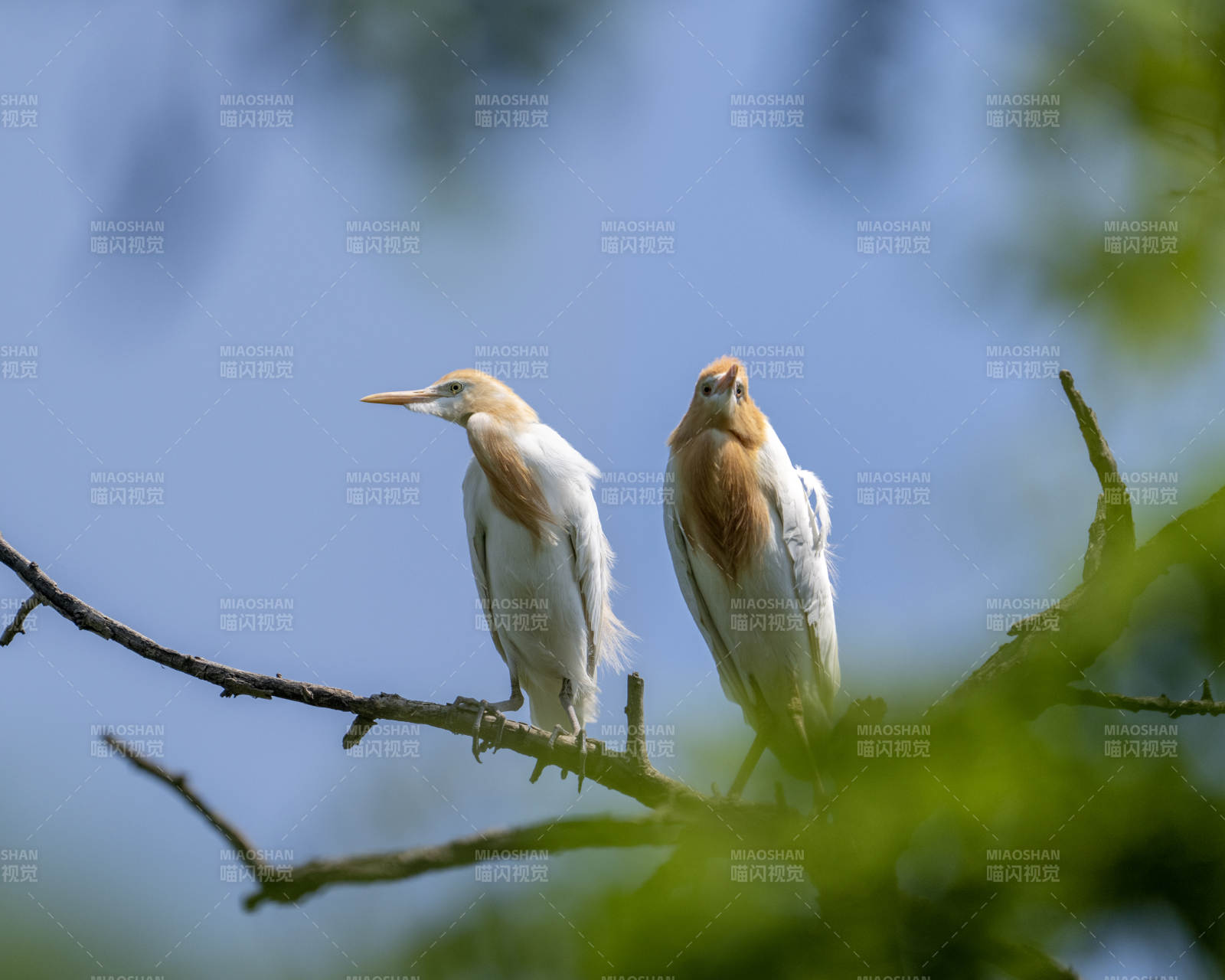 树梢上的两只白鹭图片