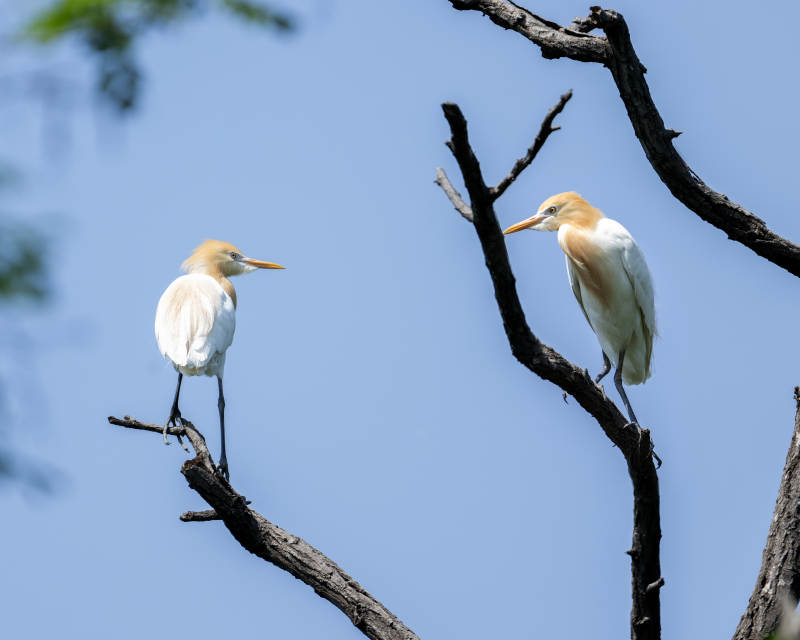 树梢上的两只白鹭图片