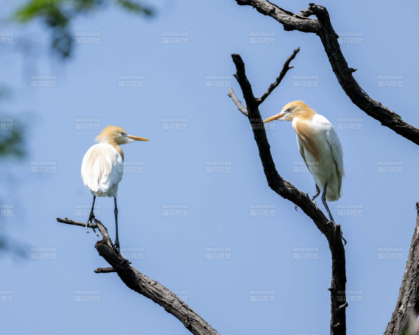 树梢上的两只白鹭图片
