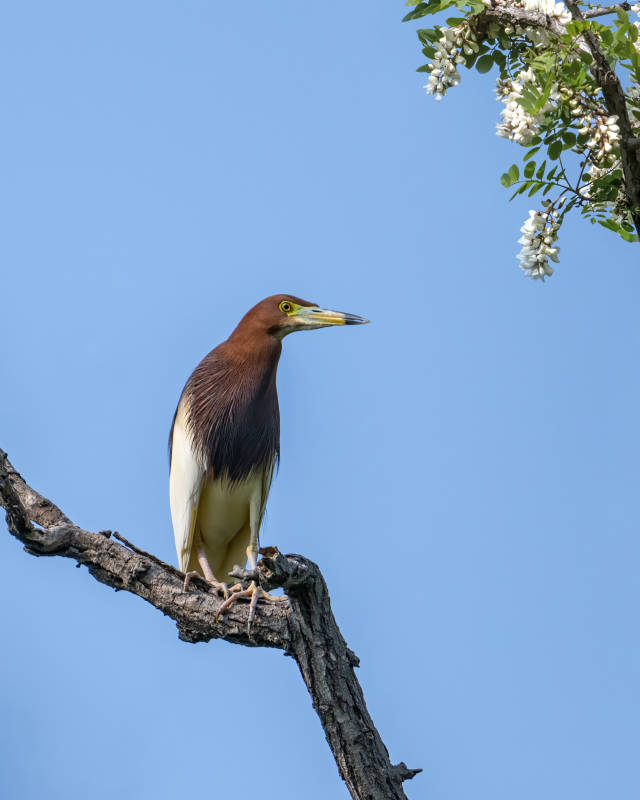 树梢上的池鹭鸟图片