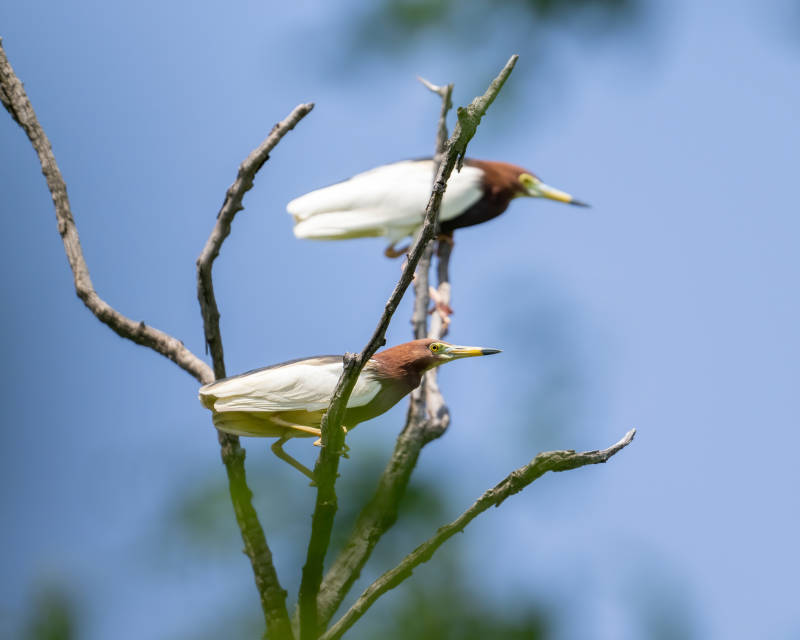 树梢上的两只白鹭图片