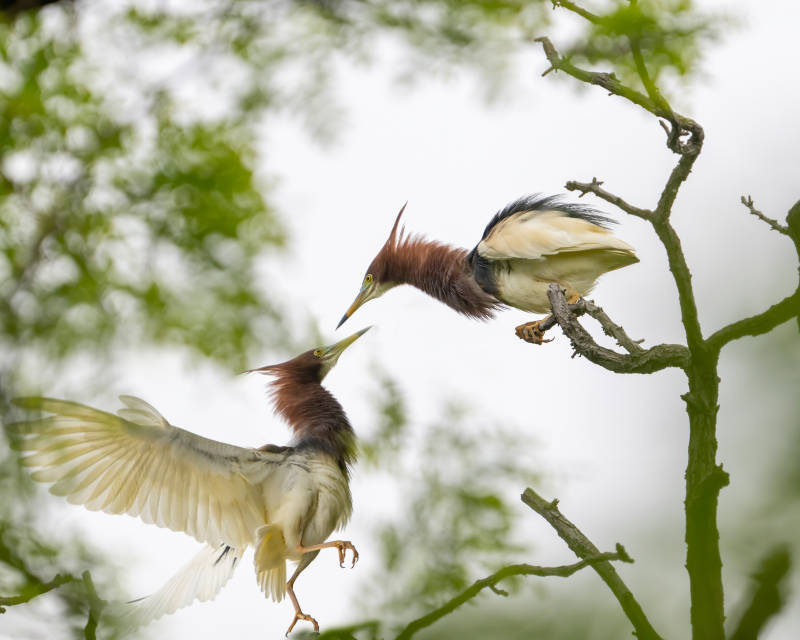 池鹭互动 枝头嬉戏图片