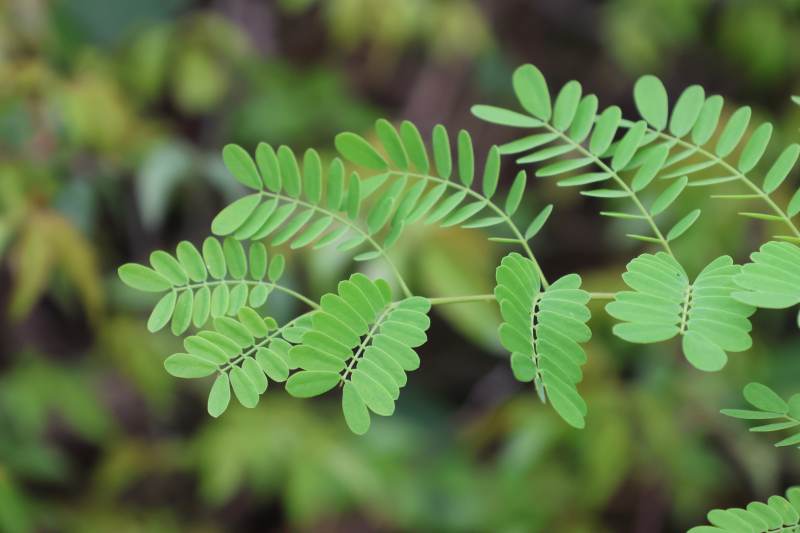 绿叶细长 自然清新图片