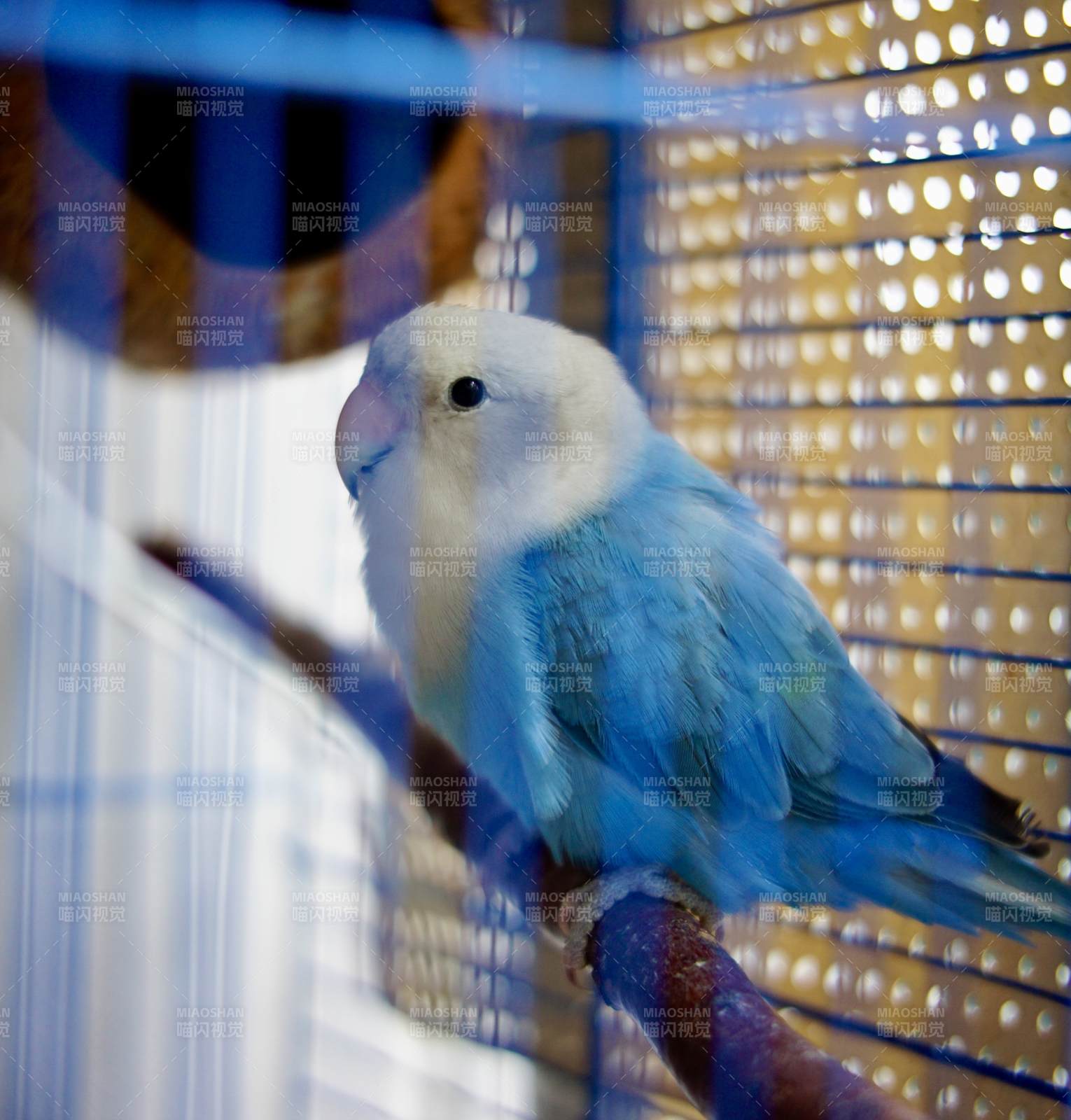 笼中的蓝色小鸟图片