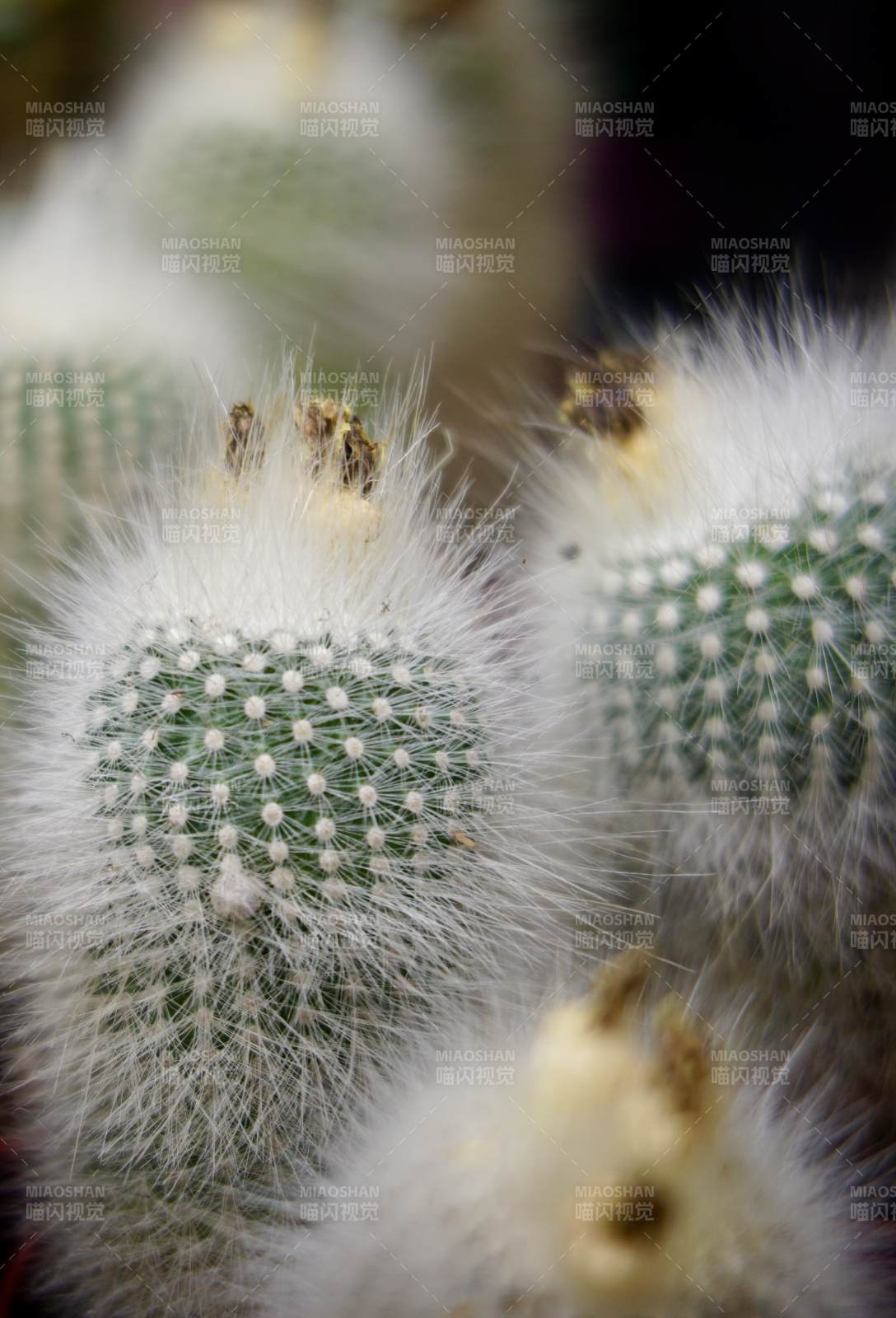 毛茸茸的仙人掌特写图片