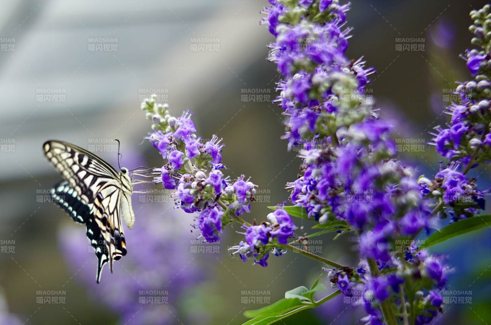 蝴蝶翩翩舞紫花丛中图片