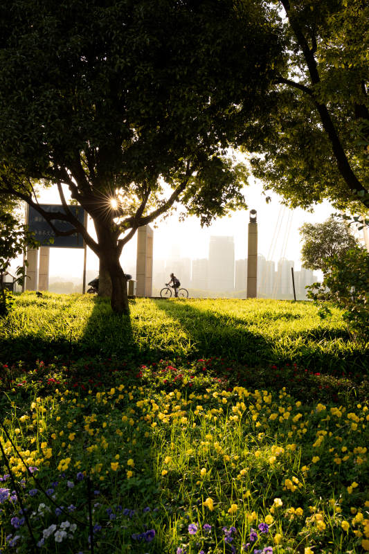 阳光下的城市花园图片