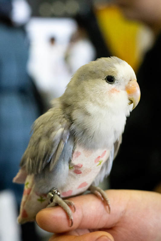 可爱的小鹦鹉在手指上图片