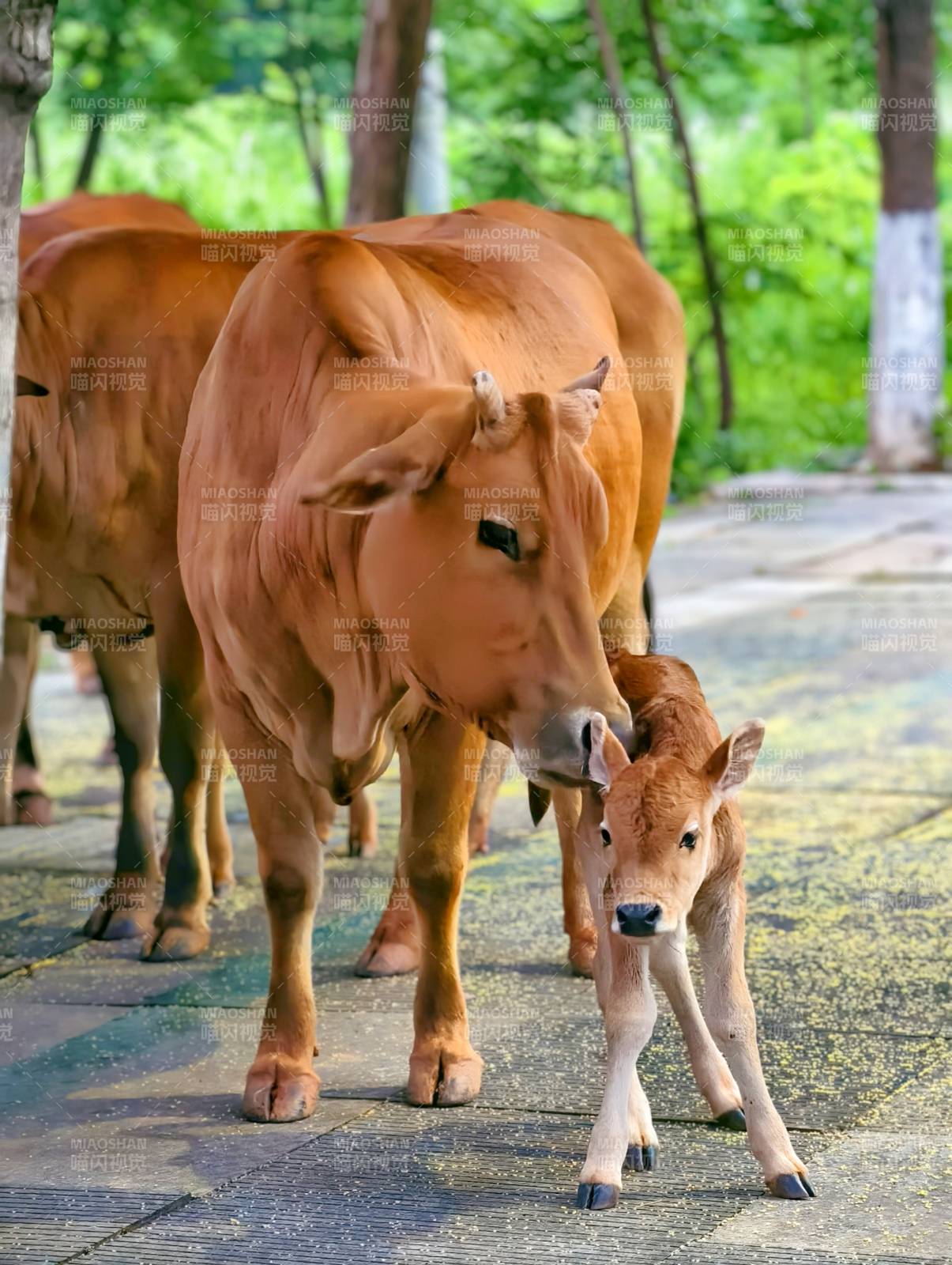 母牛与小牛犊温馨相伴图片