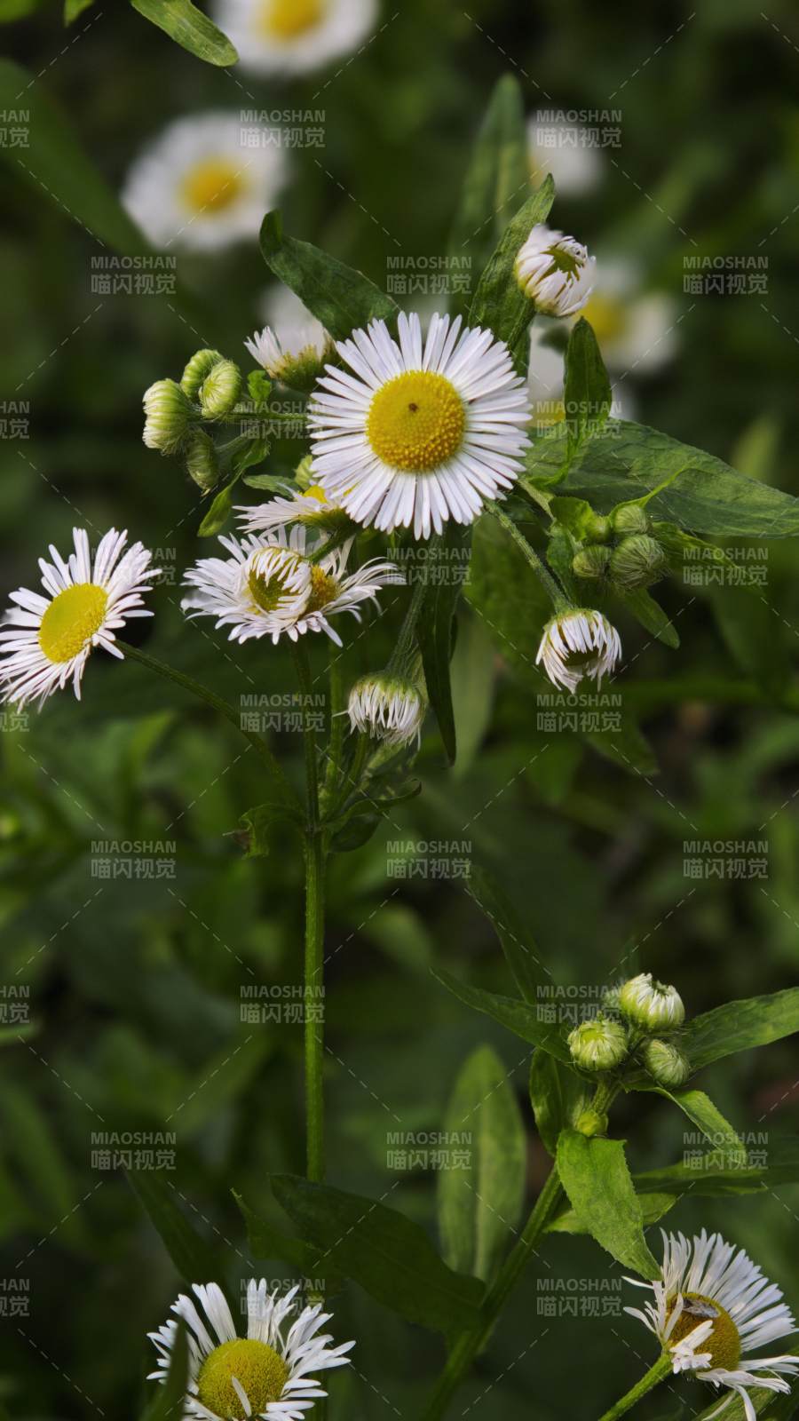 雏菊盛开 绿叶相伴图片