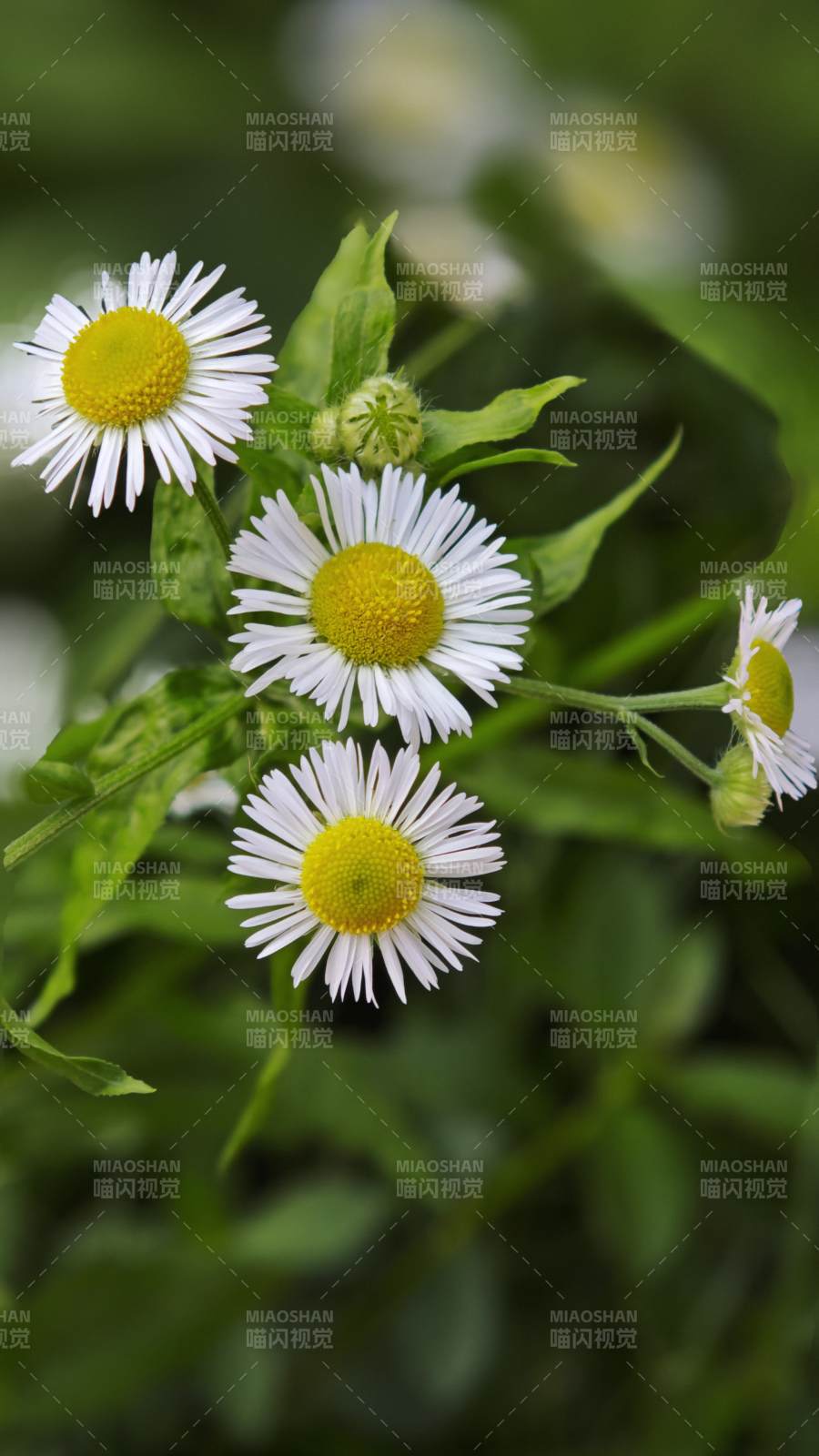 雏菊绽放 清新自然图片