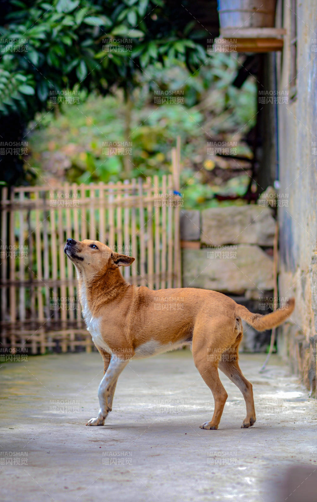 中华田园犬图片