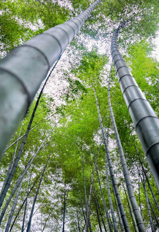 竹林高耸入云图片