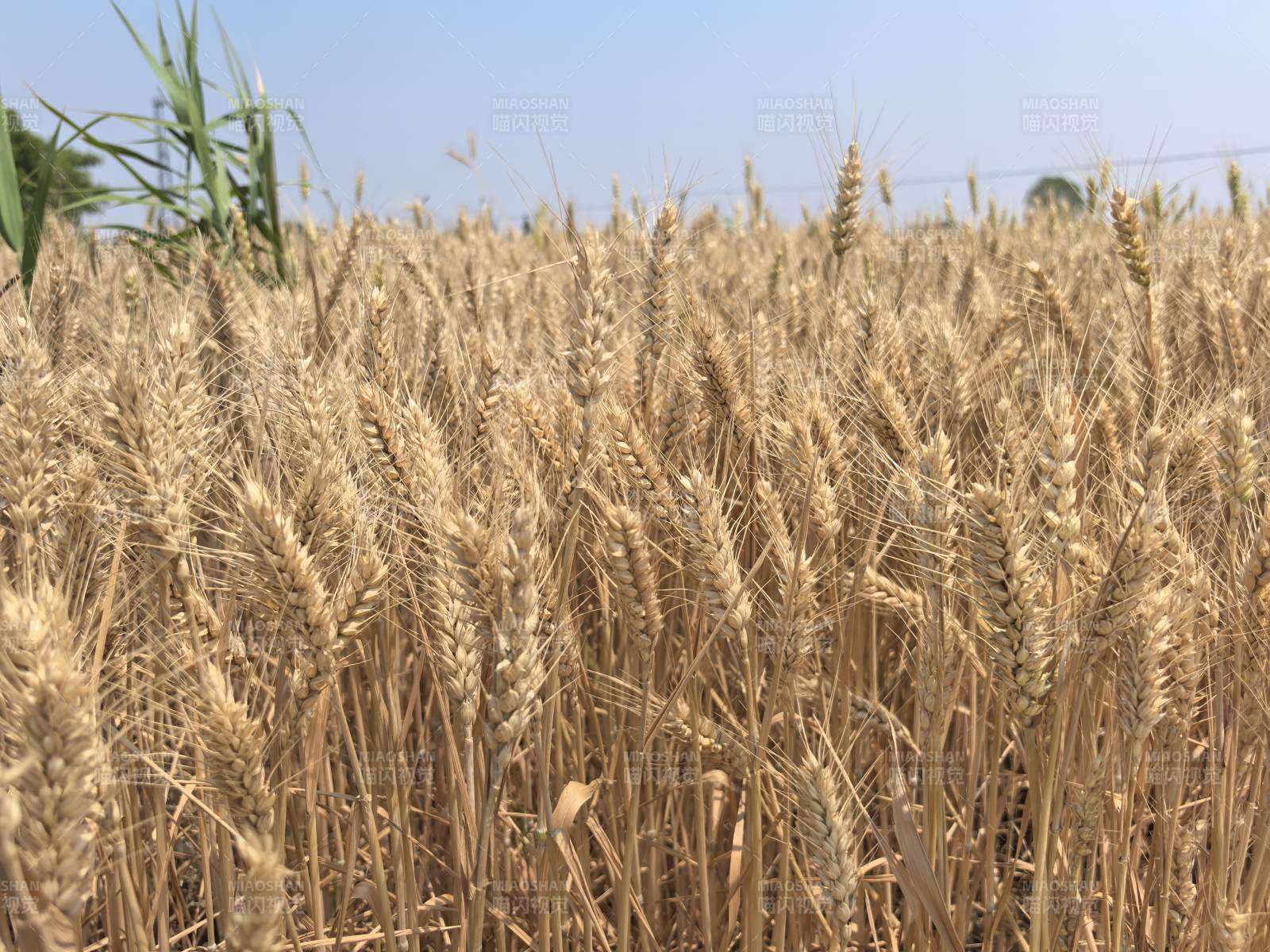 金黄麦田迎丰收图片