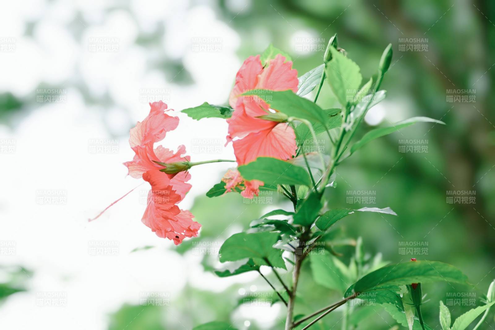 粉色花朵与绿叶相伴图片