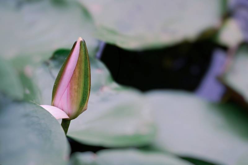 含苞待放的莲花蕾图片
