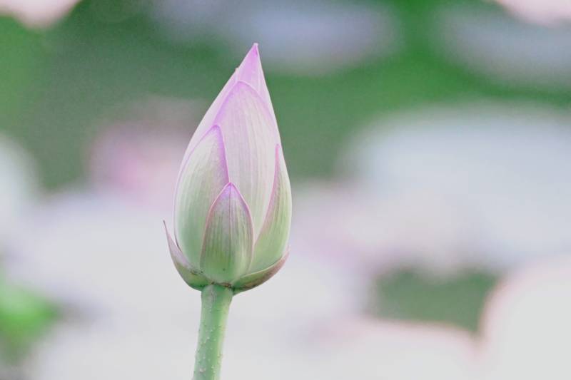 含苞待放的莲花蕾图片