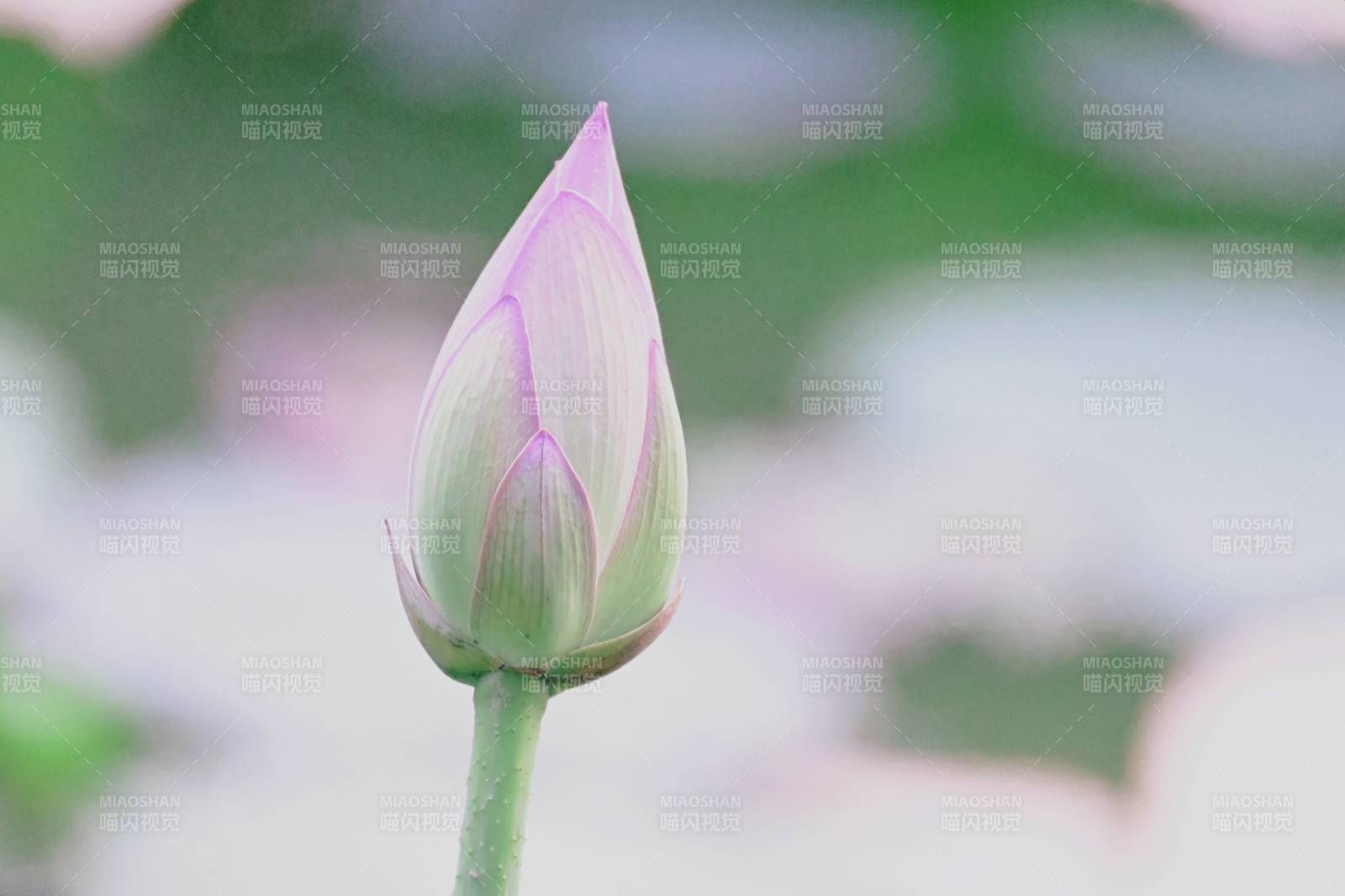 含苞待放的莲花蕾图片