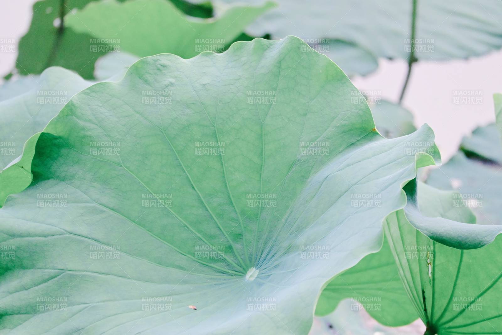 荷叶轻舞 绿意盎然图片