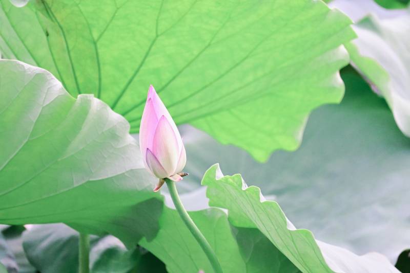 荷叶丛中的粉色莲花苞图片
