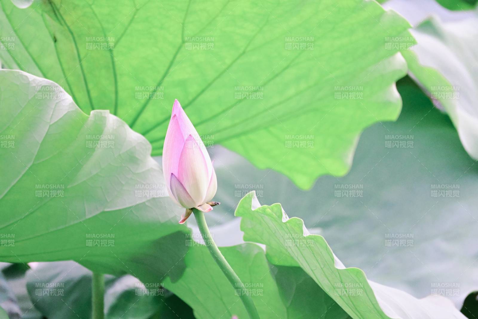 荷叶丛中的粉色莲花苞图片