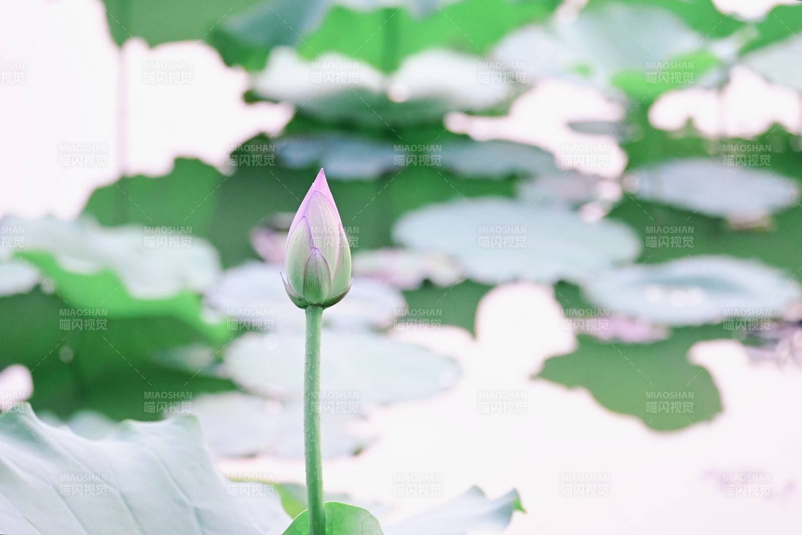 池中莲花含苞待放图片