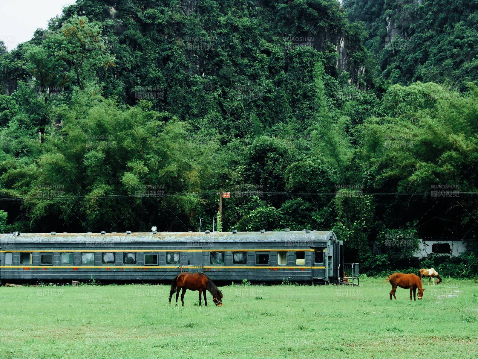 草地上的悠闲马群图片