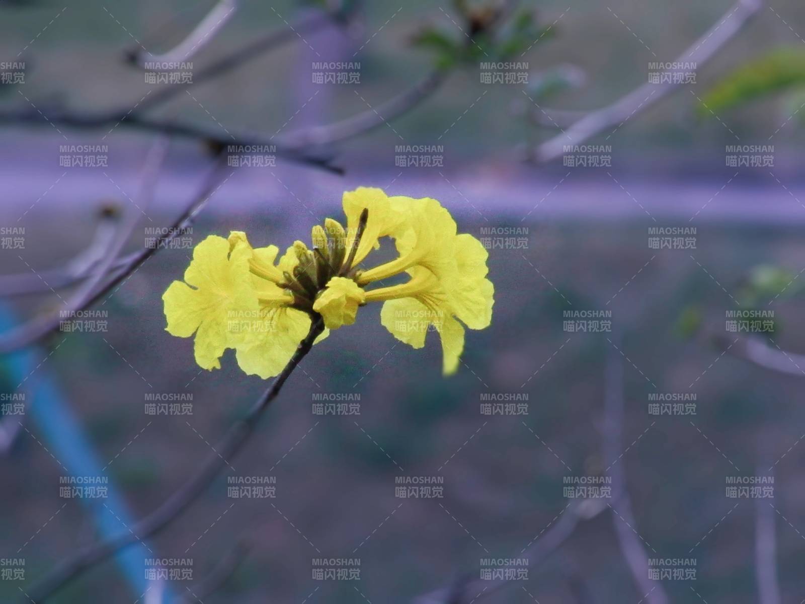 枝头绽放的黄色花朵图片
