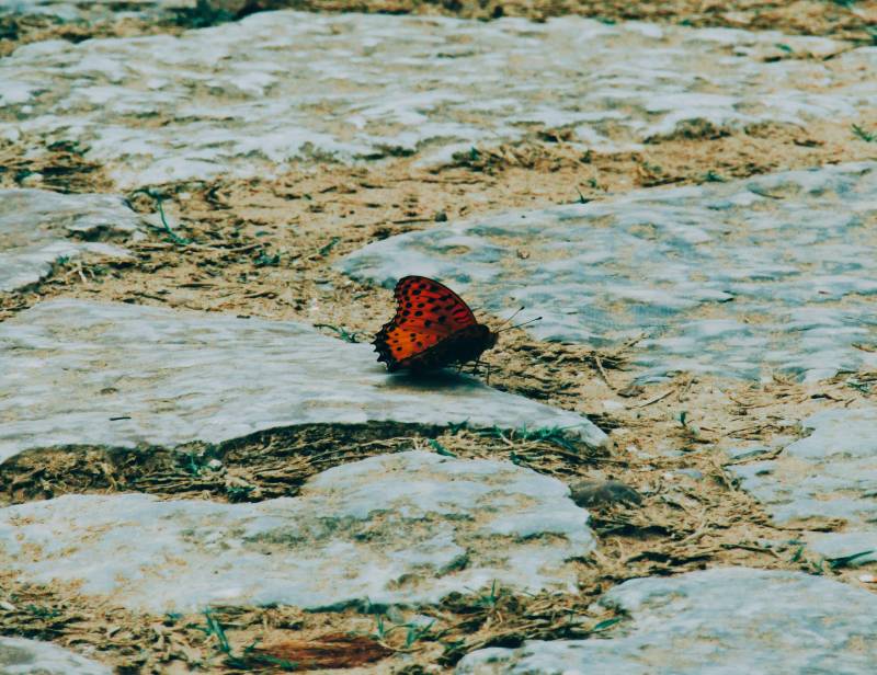 岩石上的橙色蝴蝶图片