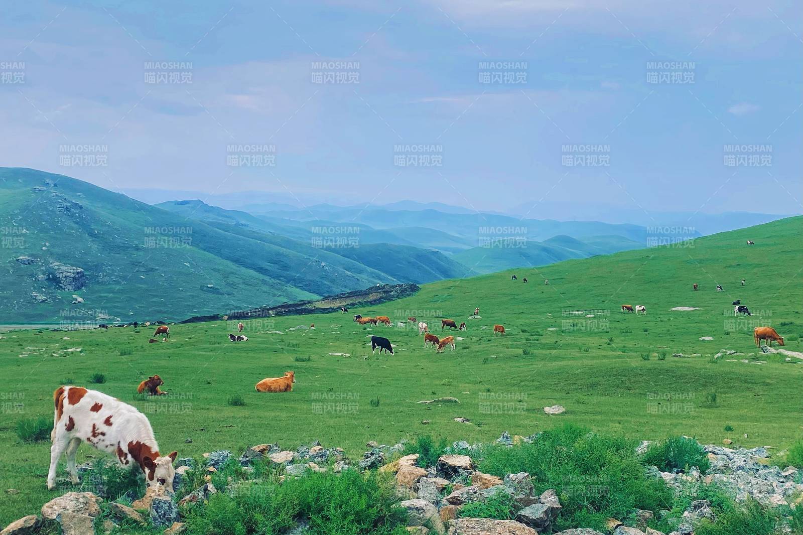 草原上的牛群与青山图片