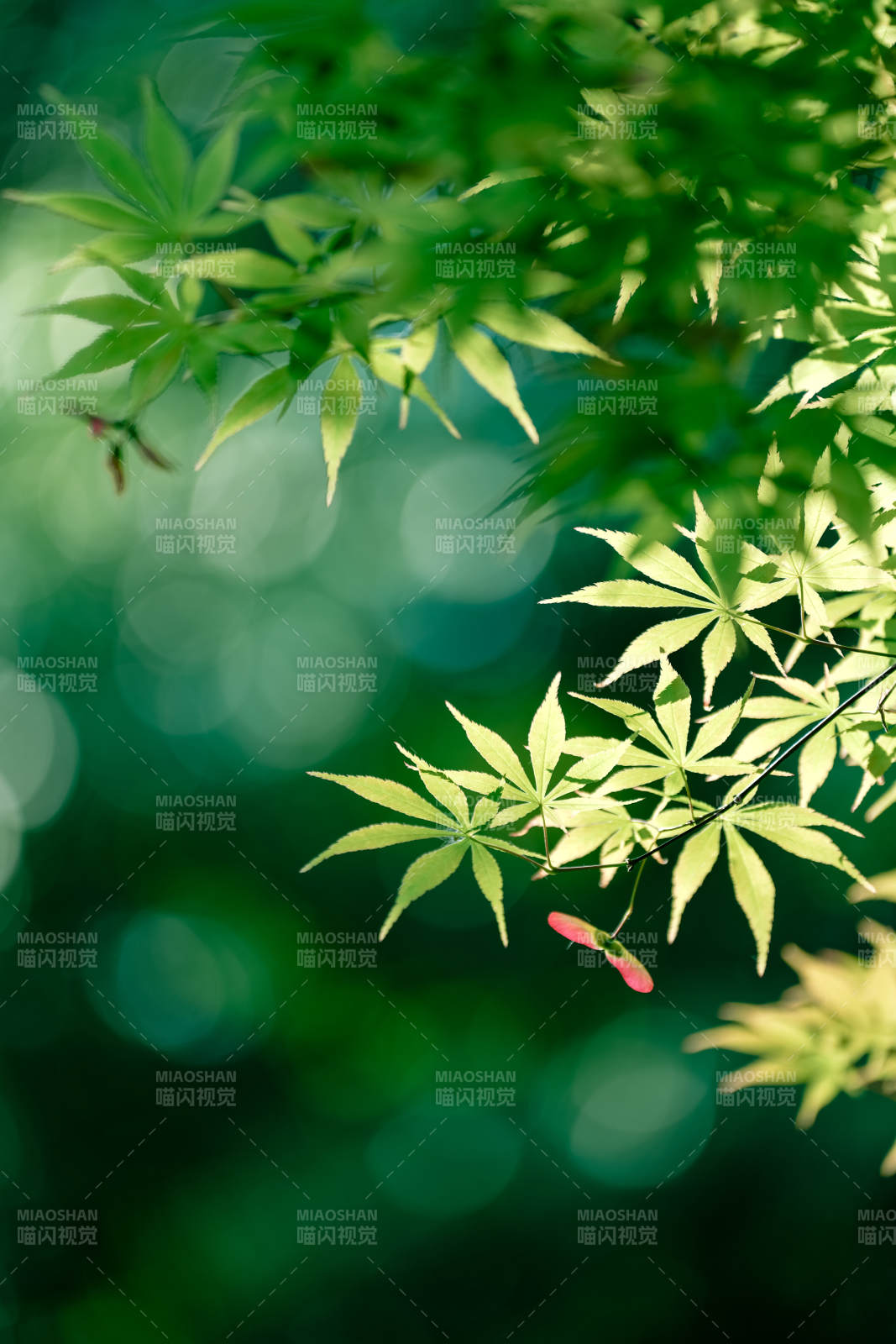 绿叶映春光 生机盎然图片