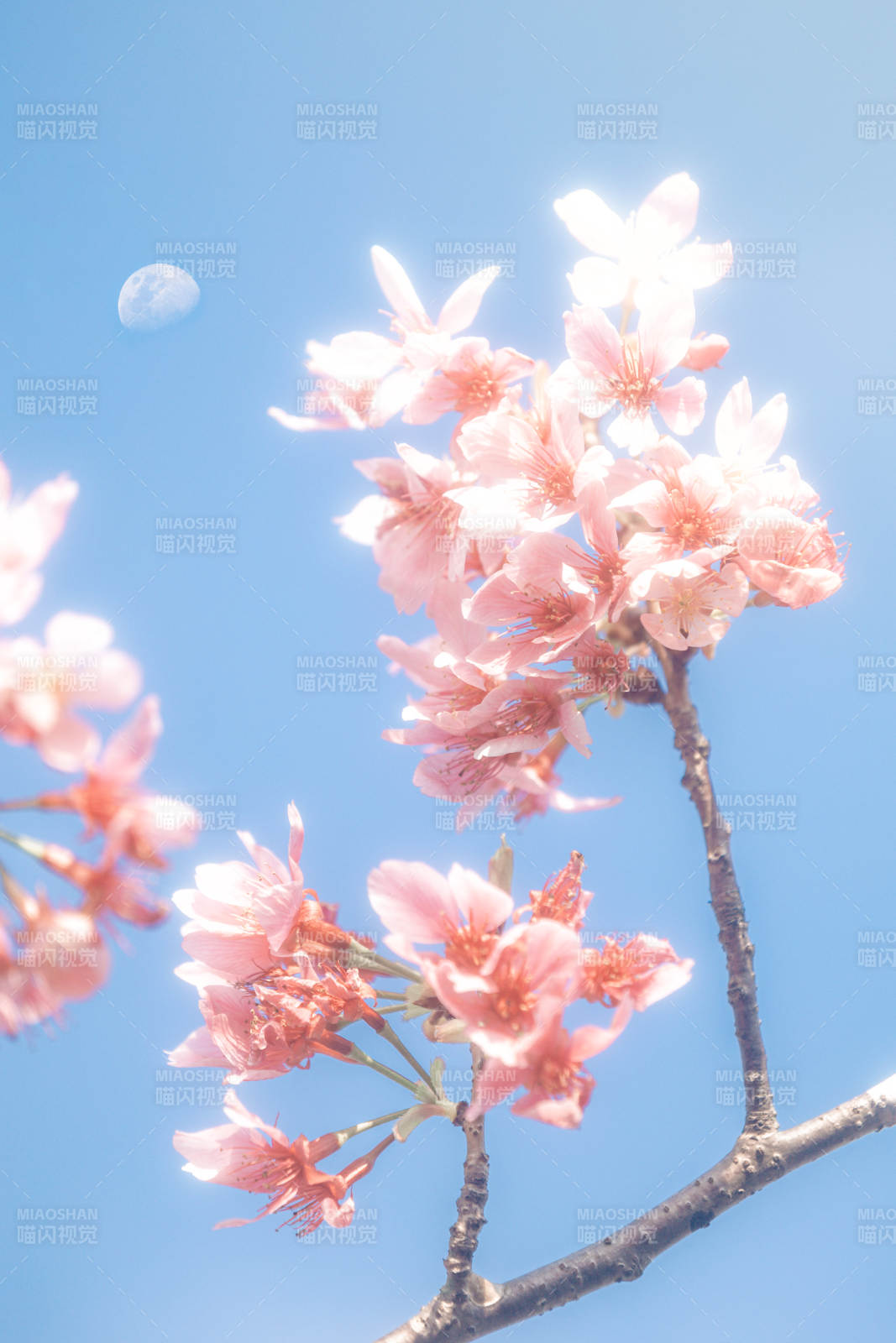 樱花盛开 月下美景图片