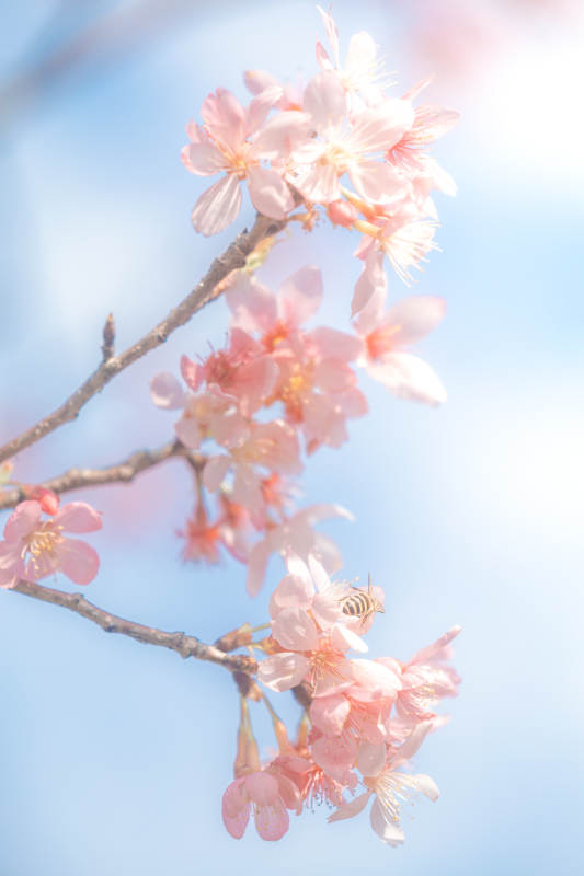 春日樱花蜜蜂共舞图片