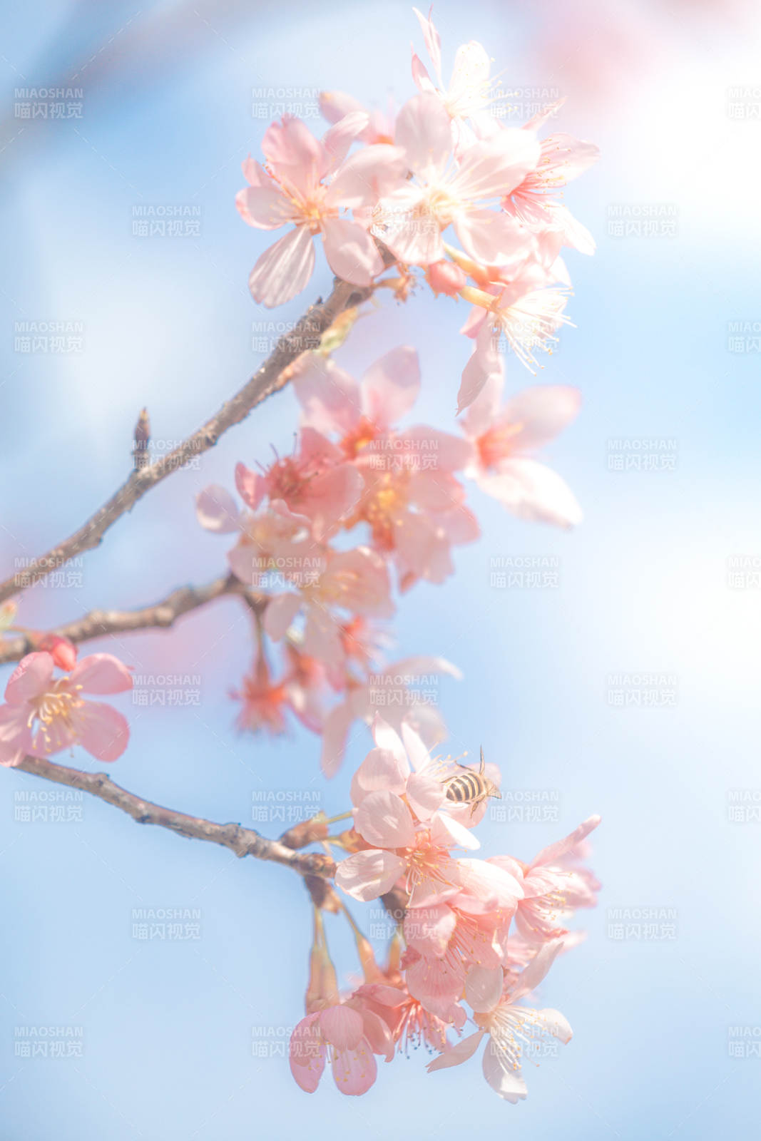 春日樱花蜜蜂共舞图片